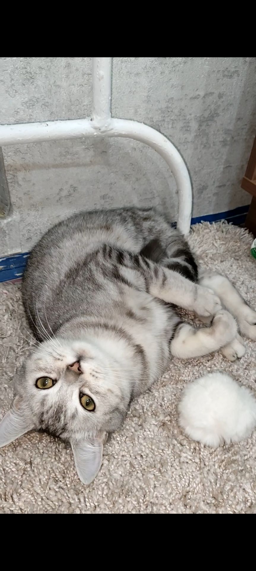 Сріблястий мармуровий хлопчик скотіш страйт. Підрощений