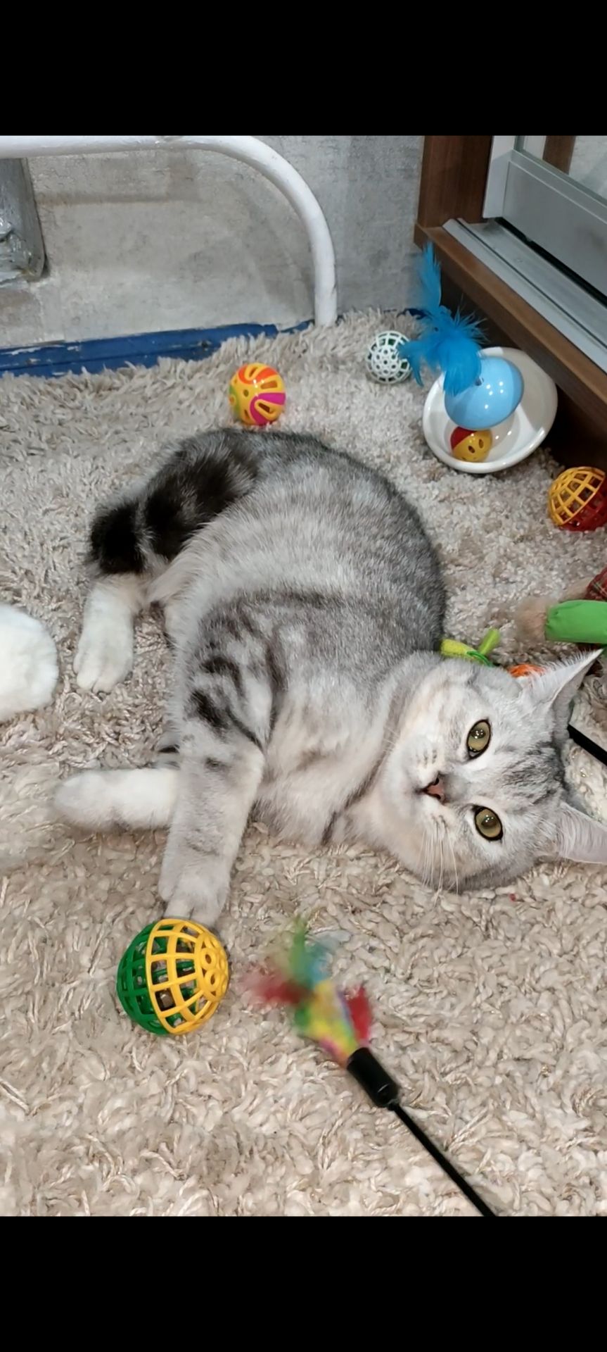 Сріблястий мармуровий хлопчик скотіш страйт. Підрощений