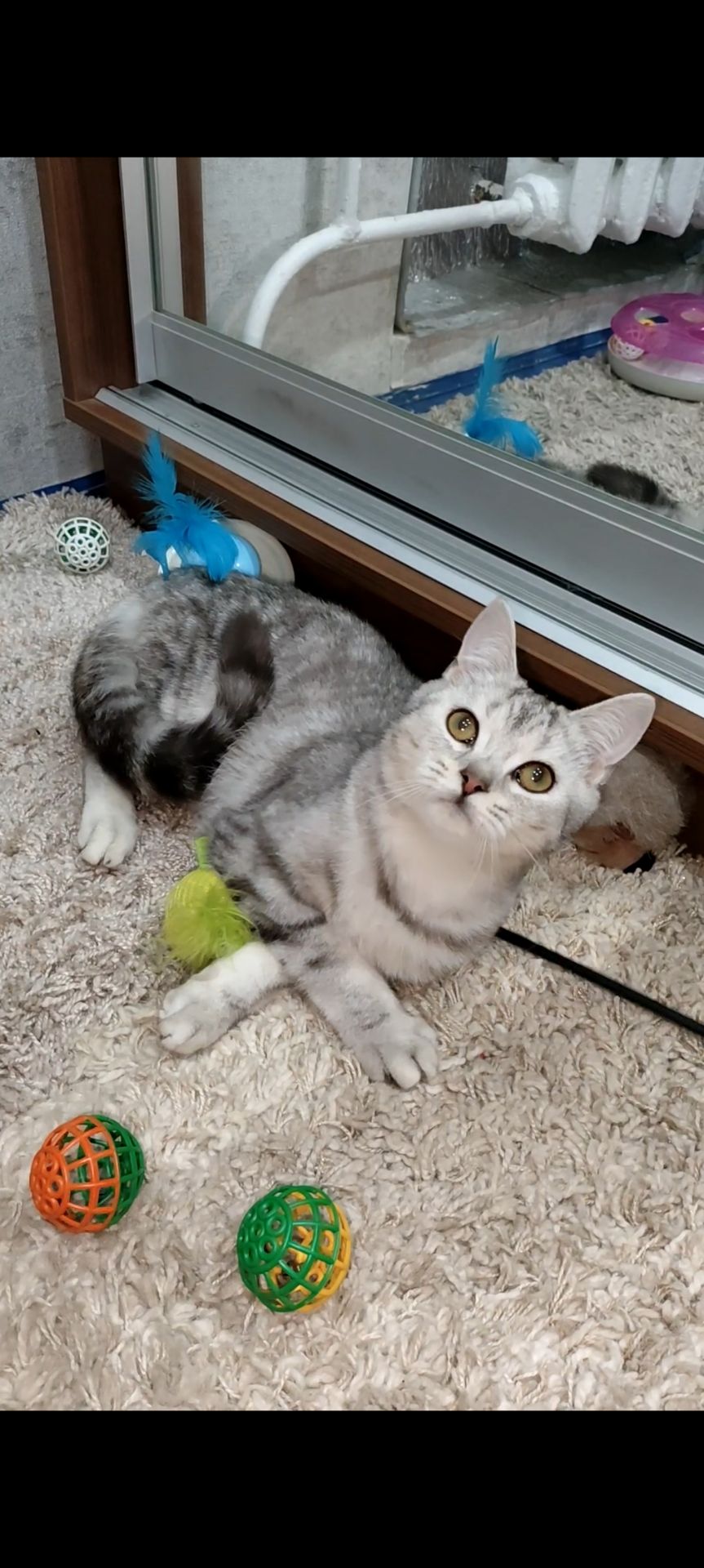 Сріблястий мармуровий хлопчик скотіш страйт. Підрощений