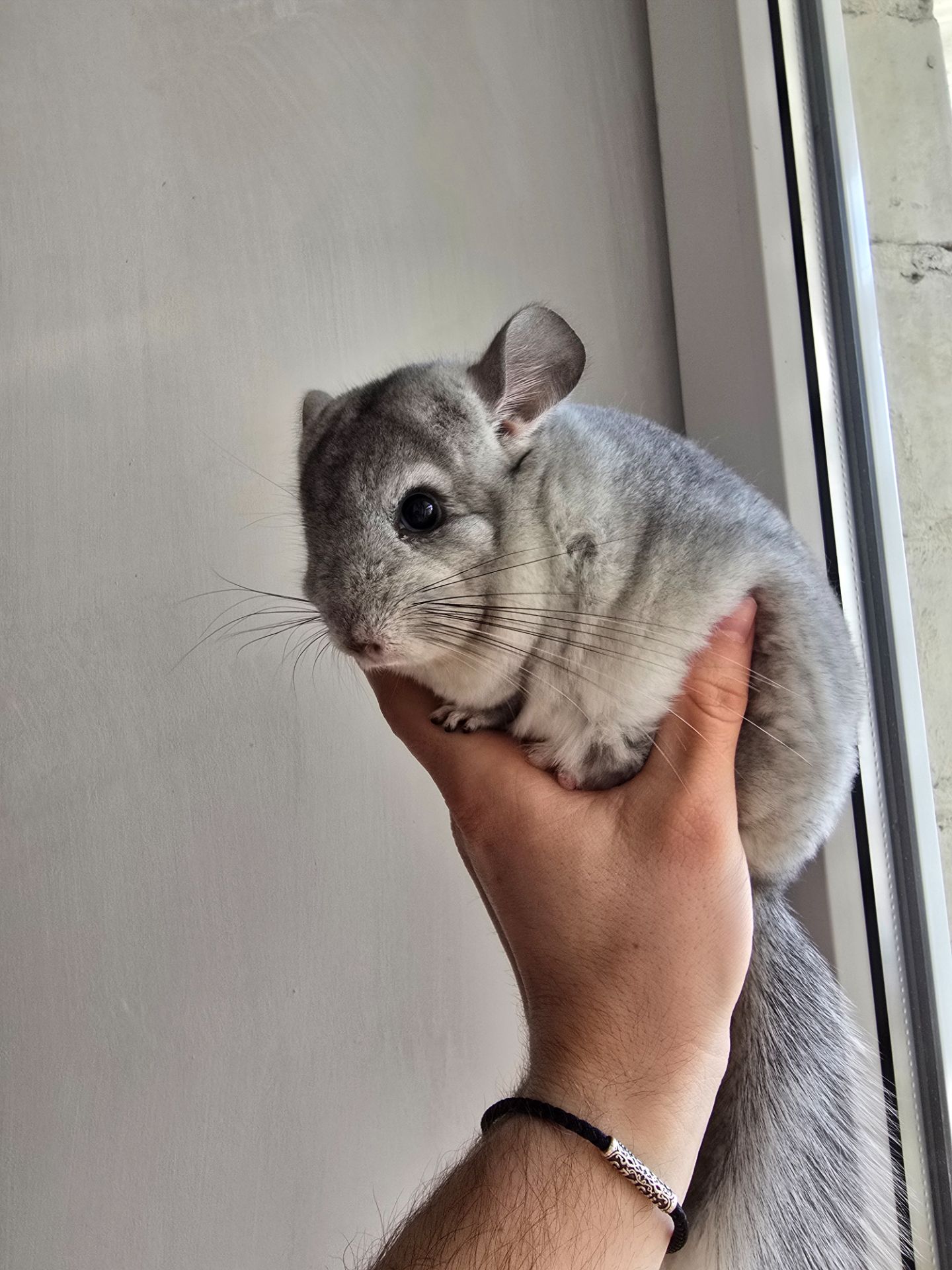 Шиншилики срібна мозаїка шукають сім'ю