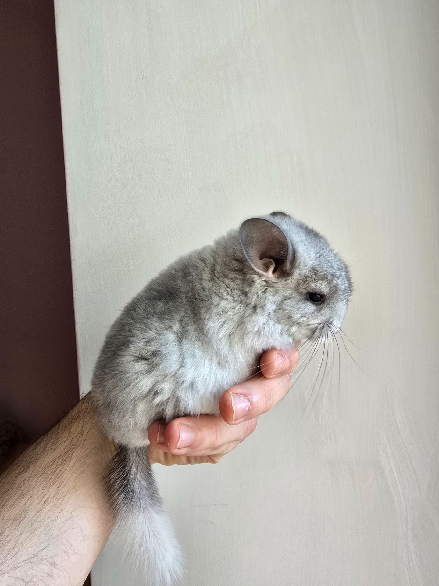 Шиншилики срібна мозаїка шукають сім'ю