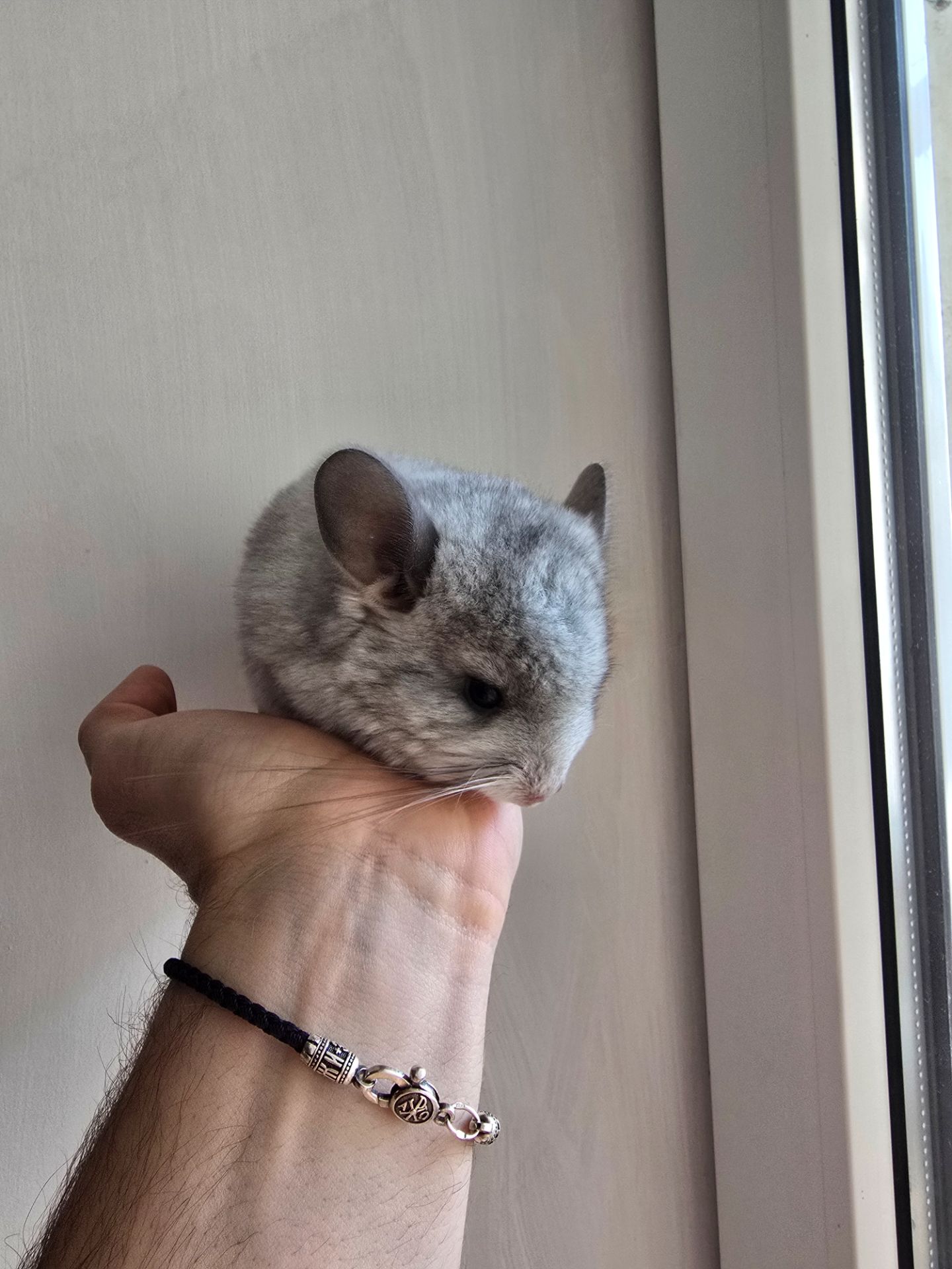 Шиншилики срібна мозаїка шукають сім'ю