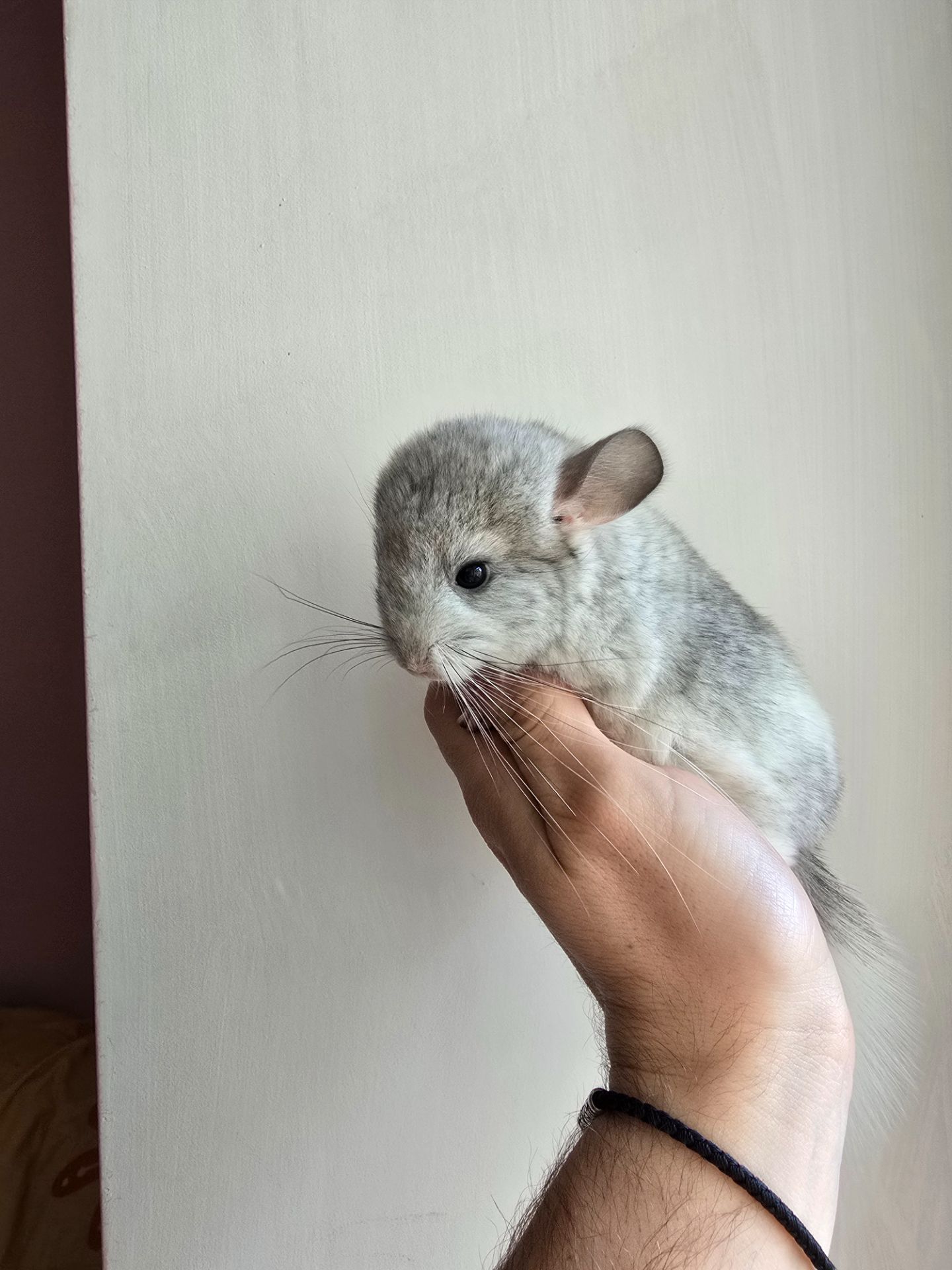 Шиншилики срібна мозаїка шукають сім'ю