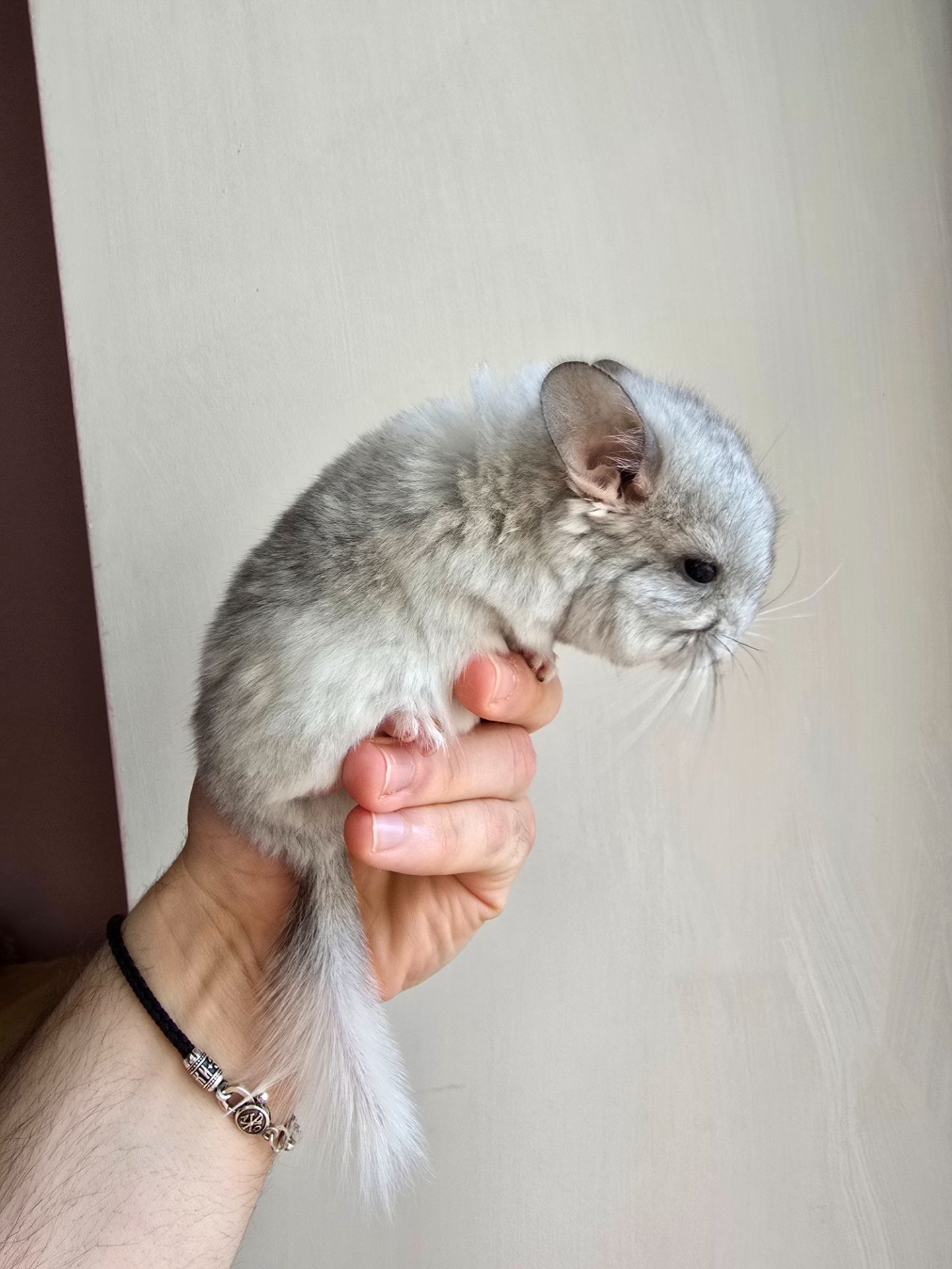 Шиншилики срібна мозаїка шукають сім'ю