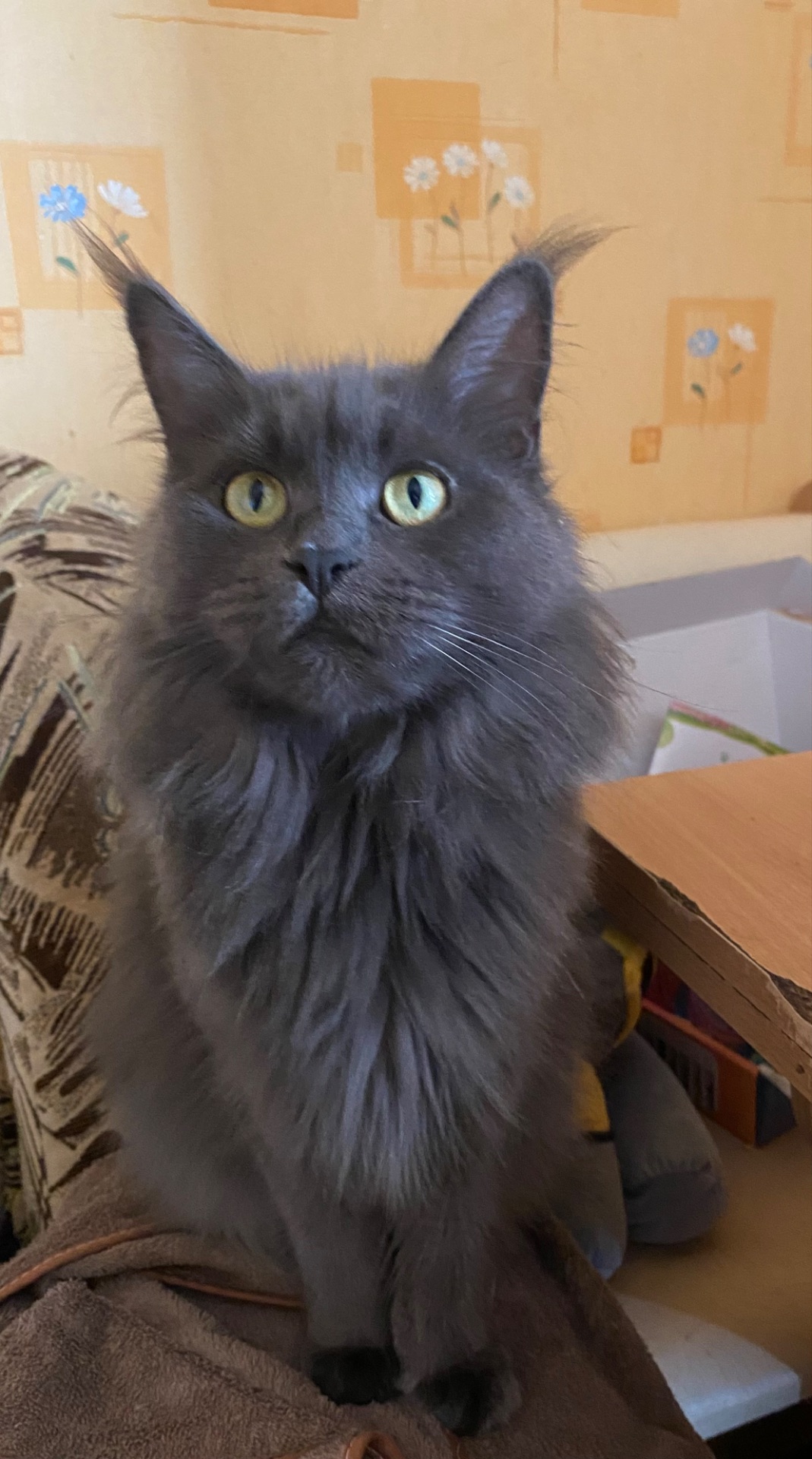 Котенок мейн-кун продажа