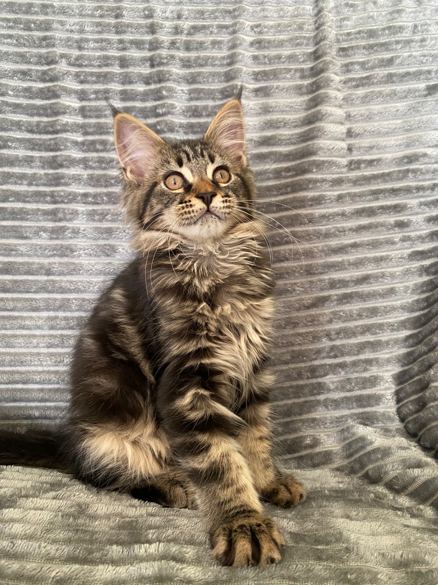 Котенок мейн-кун продажа