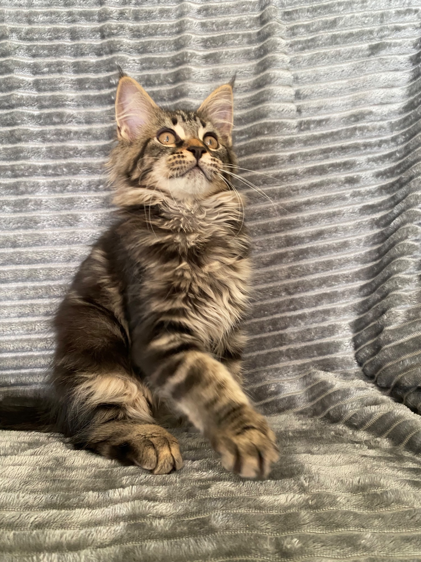 Котенок мейн-кун продажа