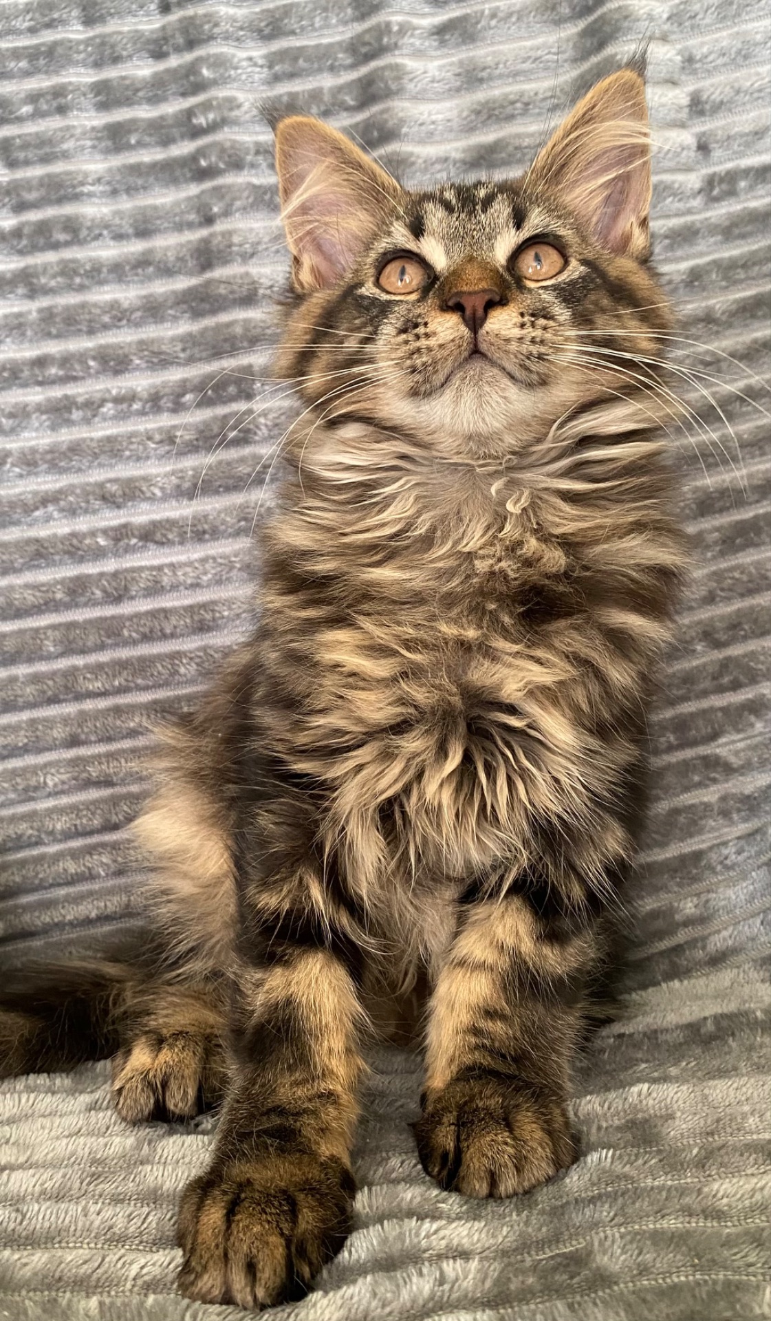 Мейн-кун чарівний котик