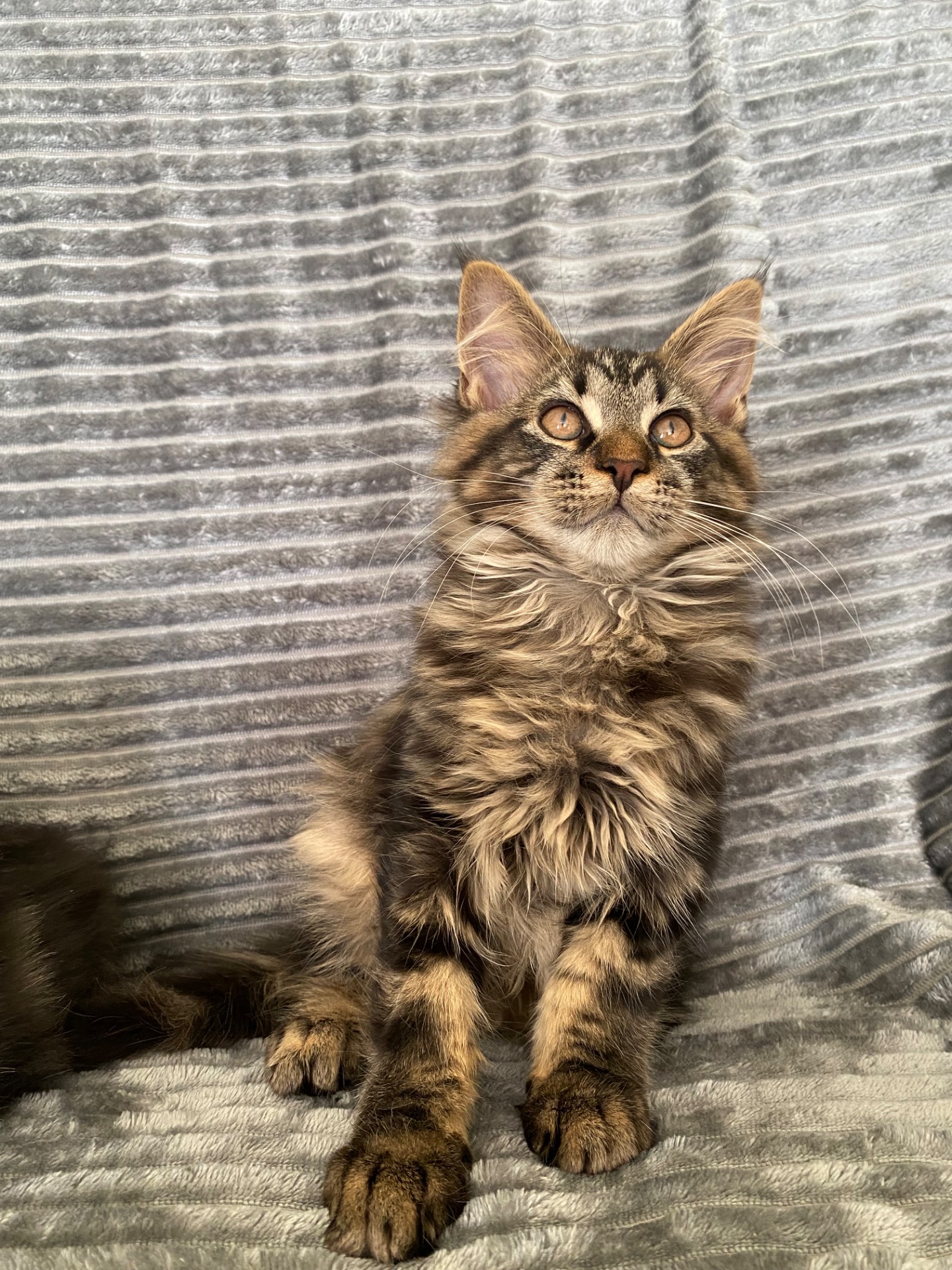 Мейн-кун чарівний котик