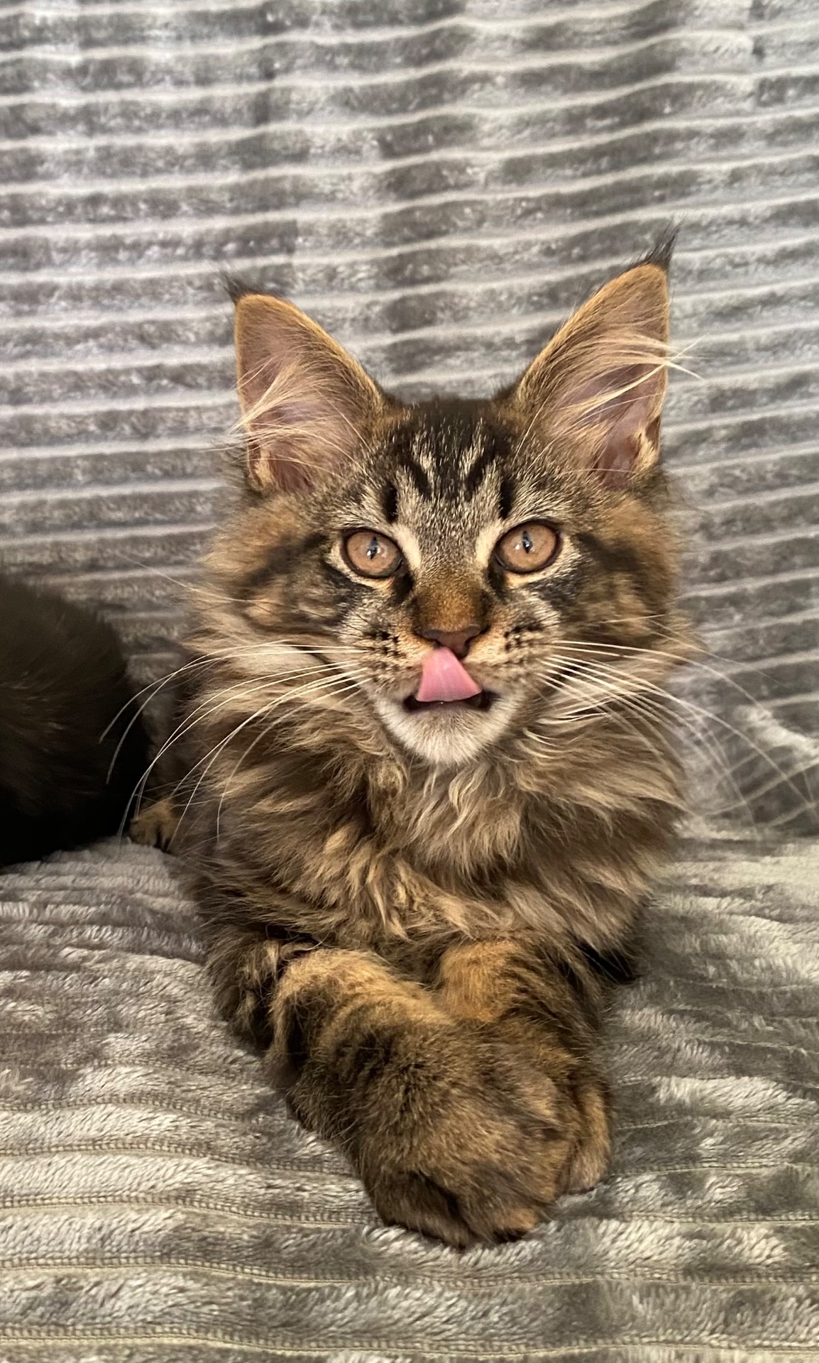 Мейн-кун чарівний котик