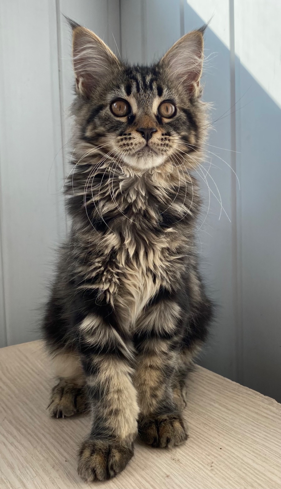 Котенок мейн-кун продажа