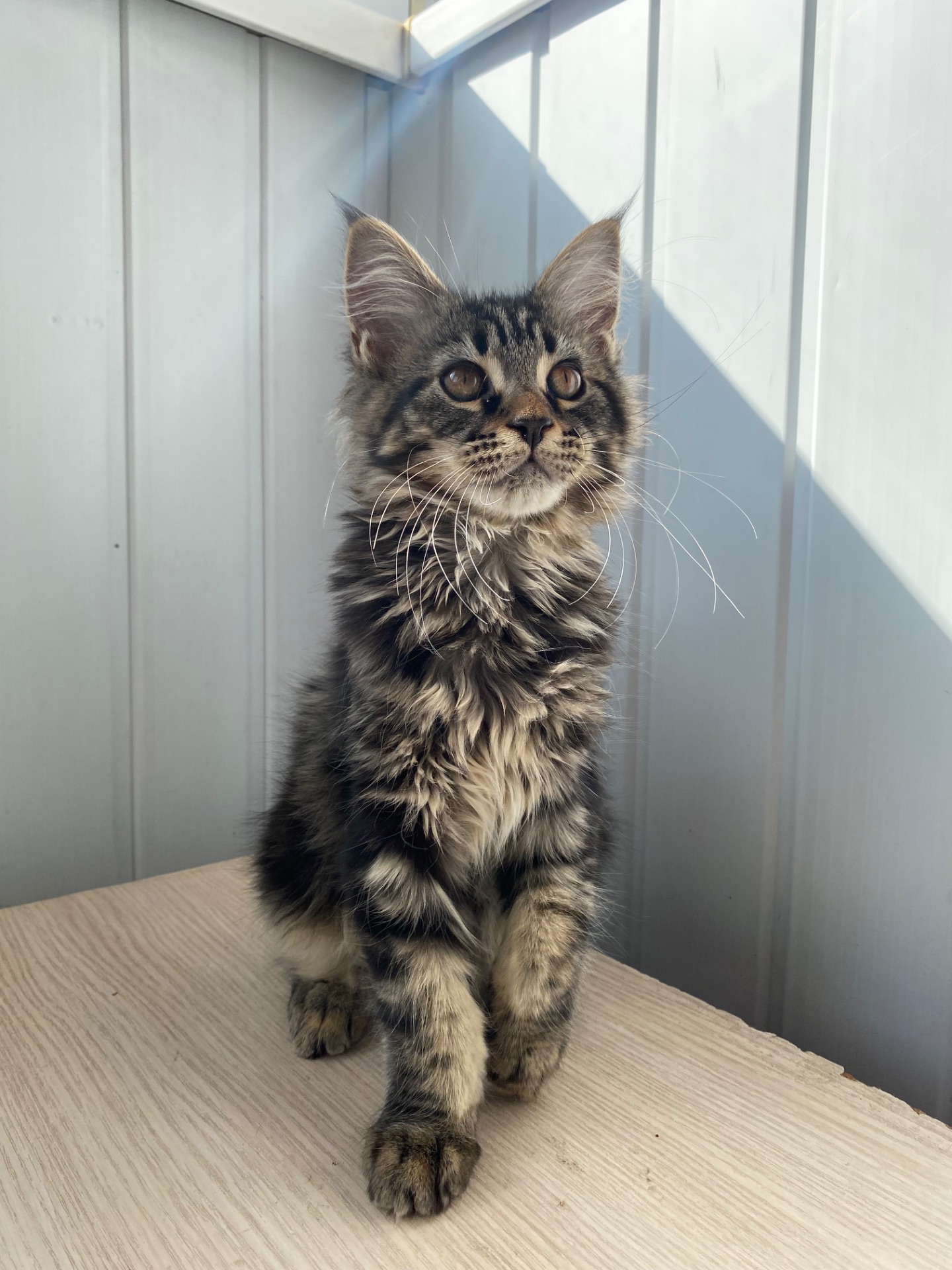 Котенок мейн-кун продажа