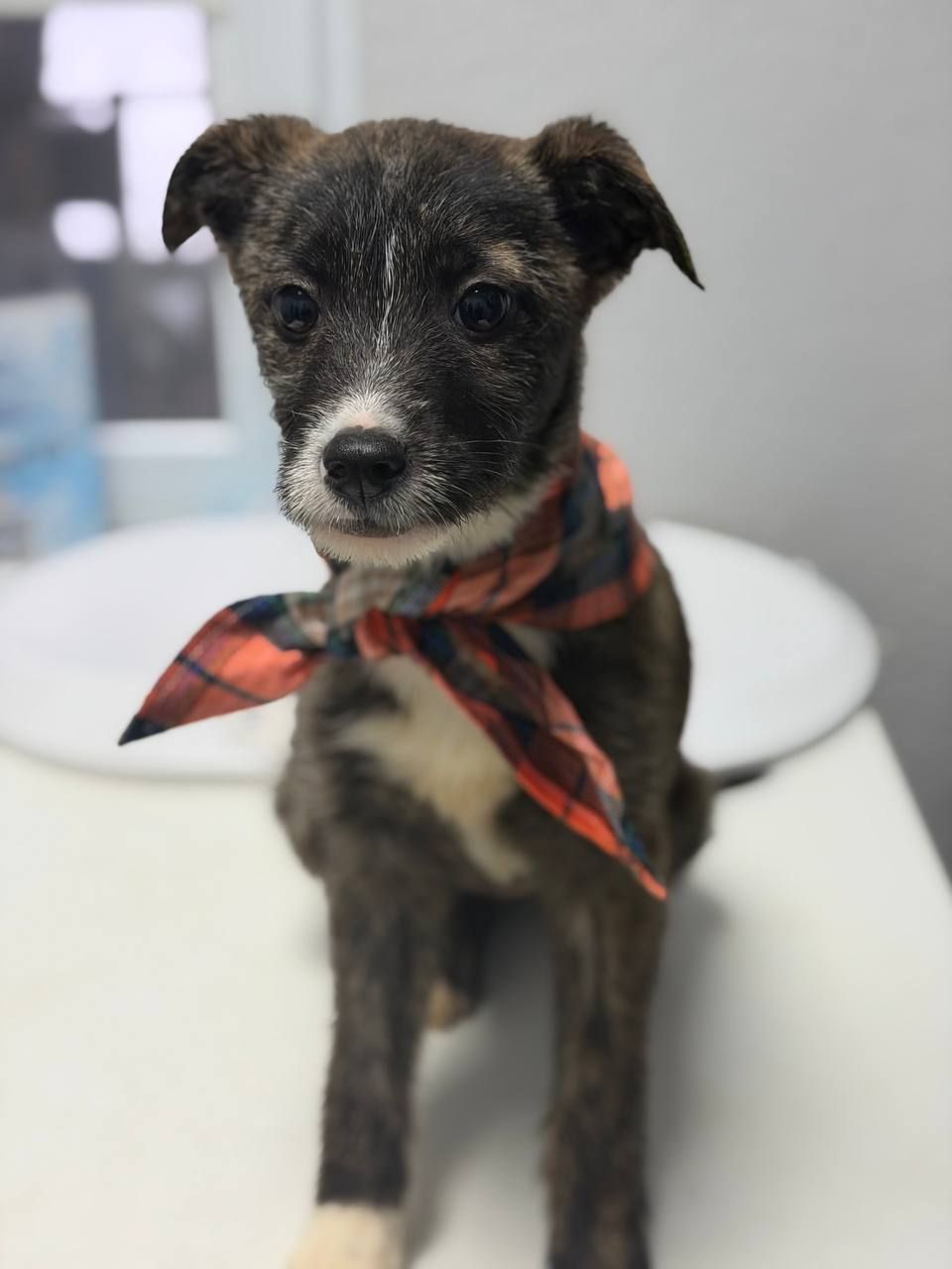 цуценя Луна, бородачка