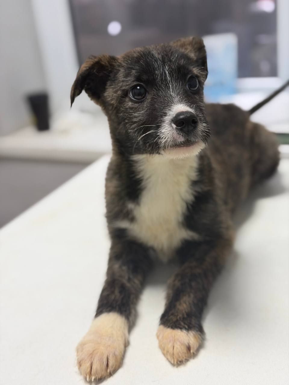 цуценя Луна, бородачка