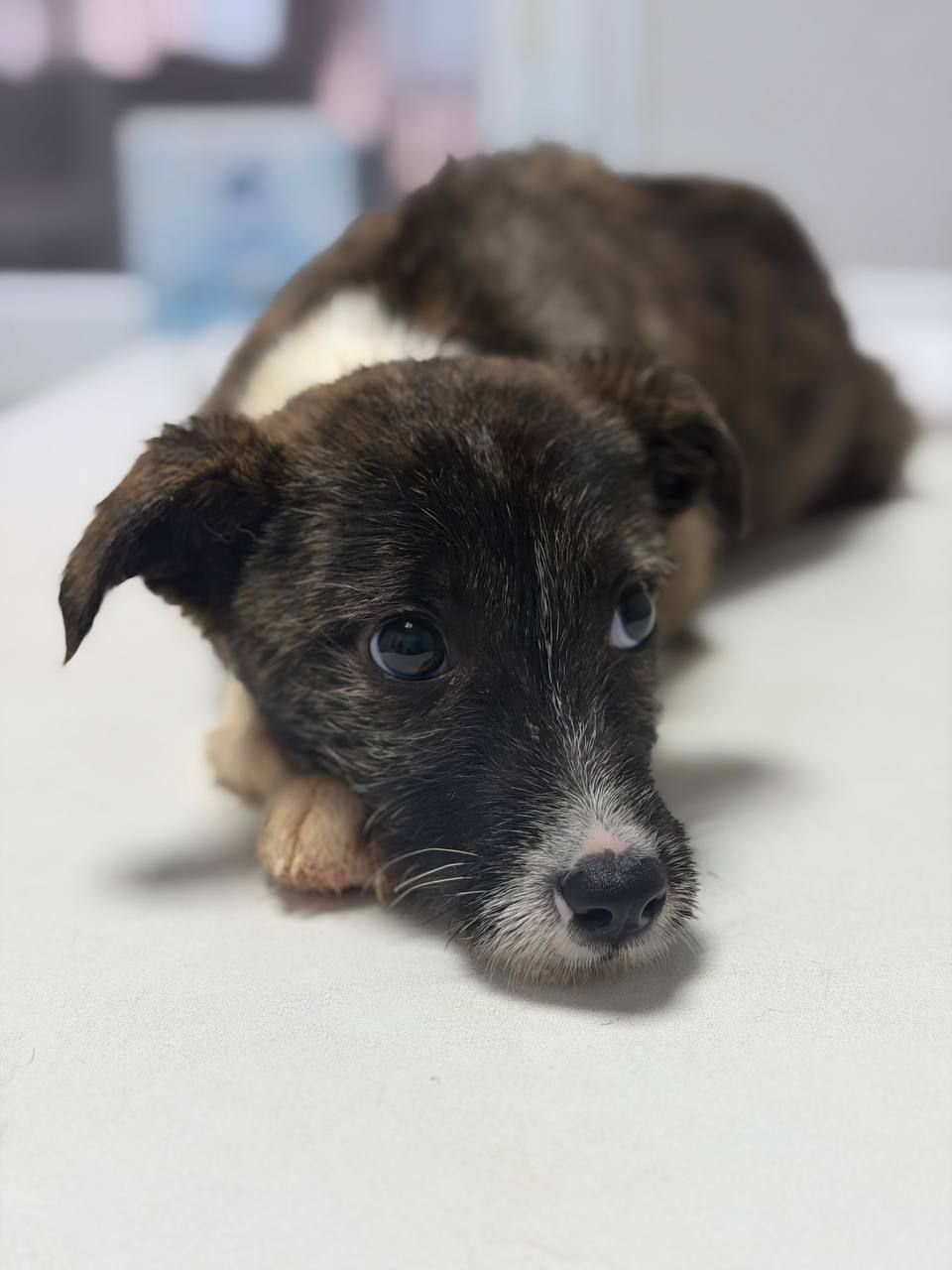 цуценя Луна, бородачка