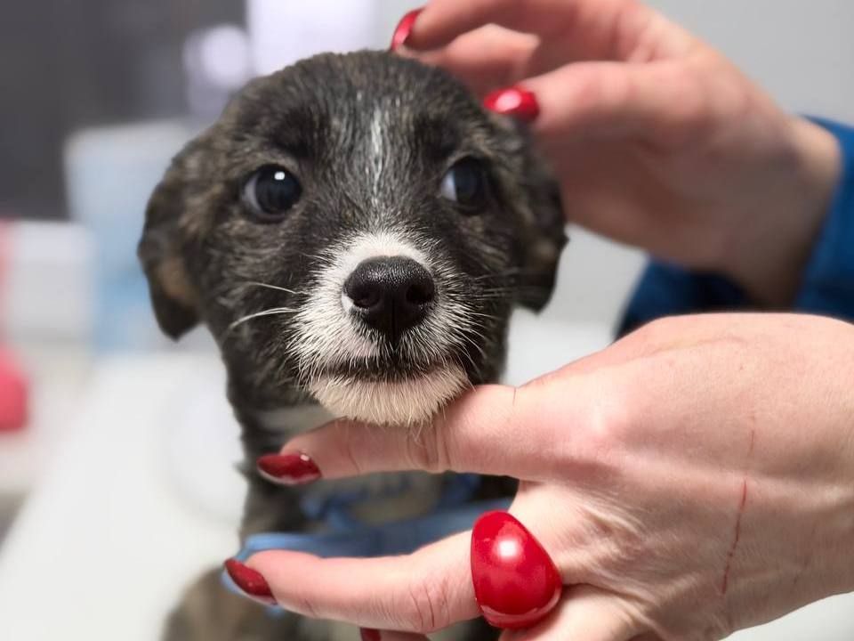 цуценя Луна, бородачка