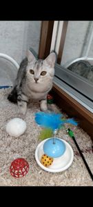 Сріблястий мармуровий хлопчик скотіш страйт. Підрощений