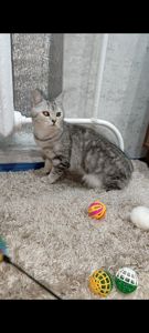 Сріблястий мармуровий хлопчик скотіш страйт. Підрощений