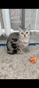 Сріблястий мармуровий хлопчик скотіш страйт. Підрощений