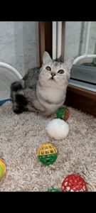 Сріблястий мармуровий хлопчик скотіш страйт. Підрощений