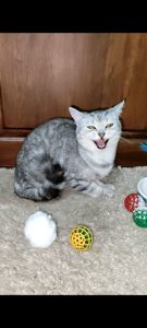 Сріблястий мармуровий хлопчик скотіш страйт. Підрощений