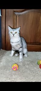 Сріблястий мармуровий хлопчик скотіш страйт. Підрощений