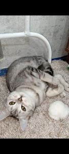 Сріблястий мармуровий хлопчик скотіш страйт. Підрощений