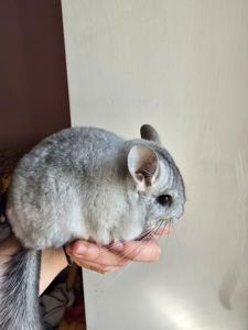 Шиншилики срібна мозаїка шукають сім'ю