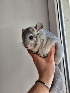 Шиншилики срібна мозаїка шукають сім'ю