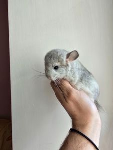 Шиншилики срібна мозаїка шукають сім'ю