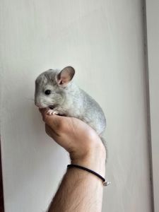 Шиншилики срібна мозаїка шукають сім'ю