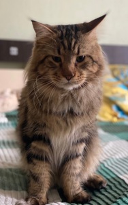 Котенок мейн-кун продажа