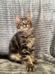 Котенок мейн-кун продажа