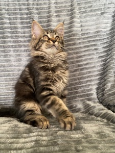 Котенок мейн-кун продажа