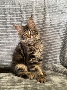 Котенок мейн-кун продажа