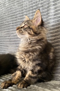 Мейн-кун чарівний котик