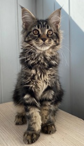 Котенок мейн-кун продажа