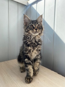 Котенок мейн-кун продажа