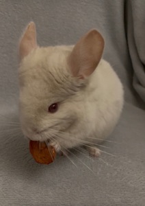 Біло-рожевий рецесивний ебоні