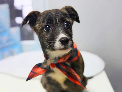 цуценя Луна, бородачка