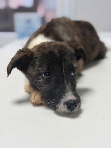 цуценя Луна, бородачка