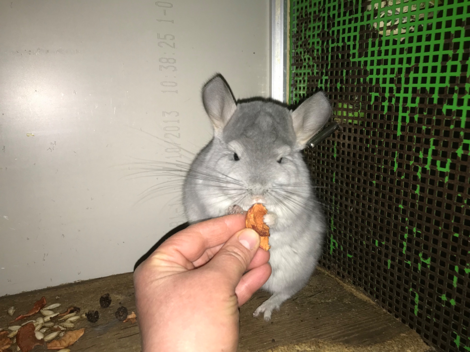 Дівчинка шиншила блакитний діамант можлива носійка ангори