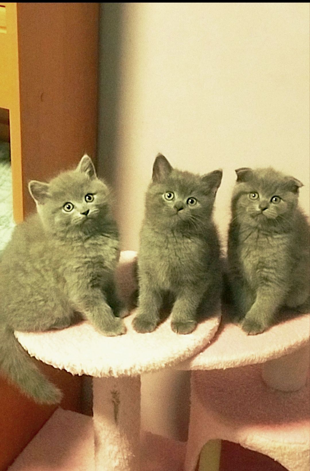 Шотландські плюшеві кошенятка