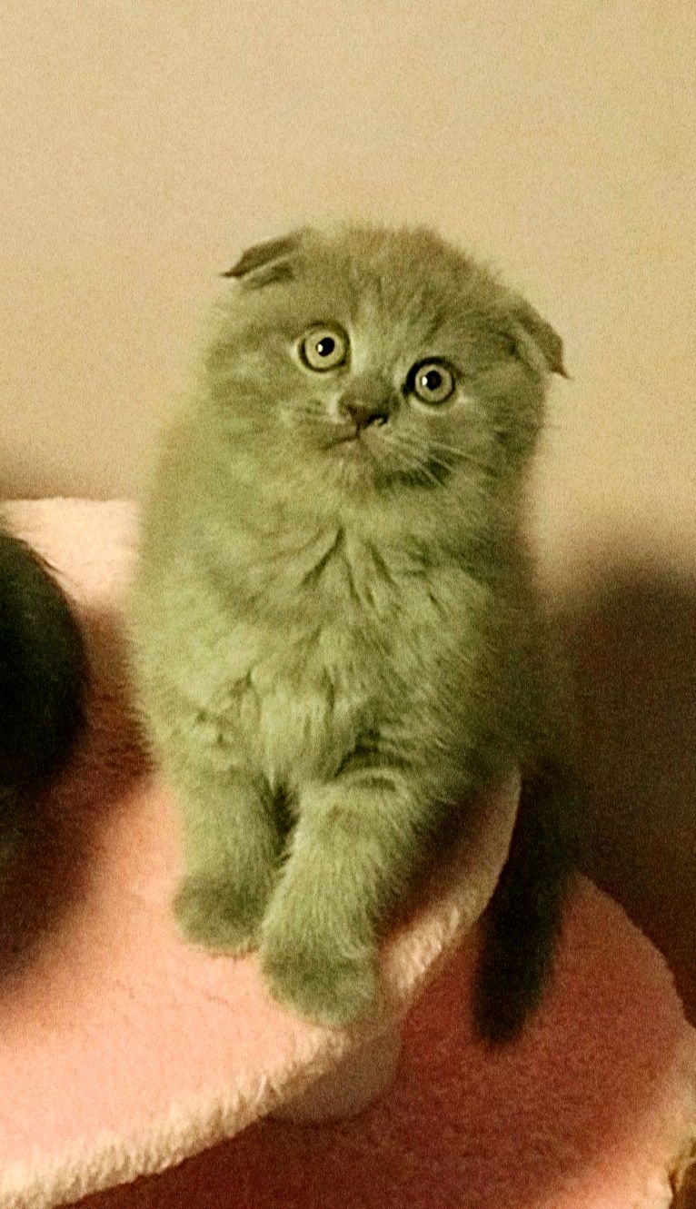 Шотландські плюшеві кошенятка