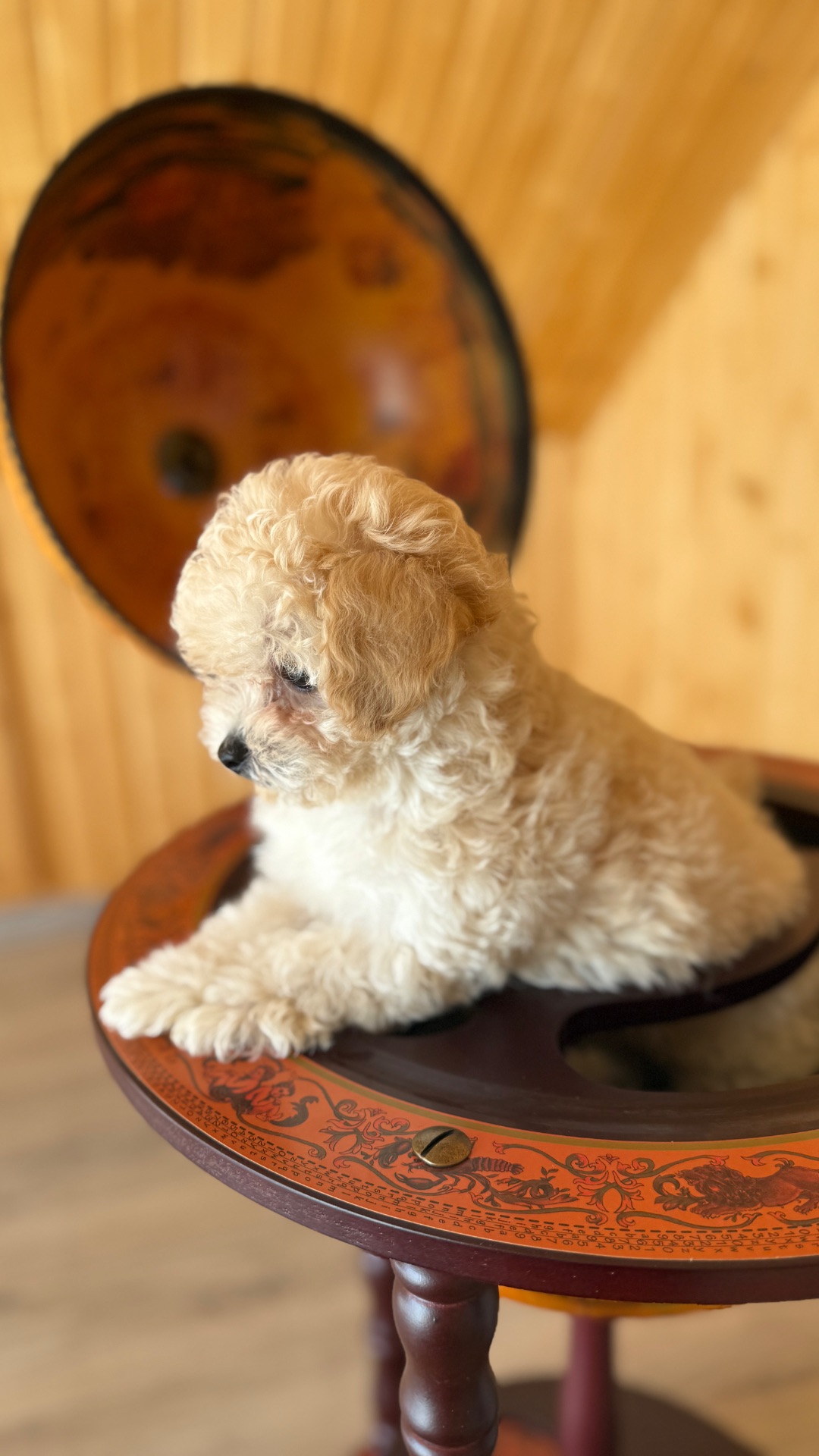 Немовірні хлопчики мальтіпу