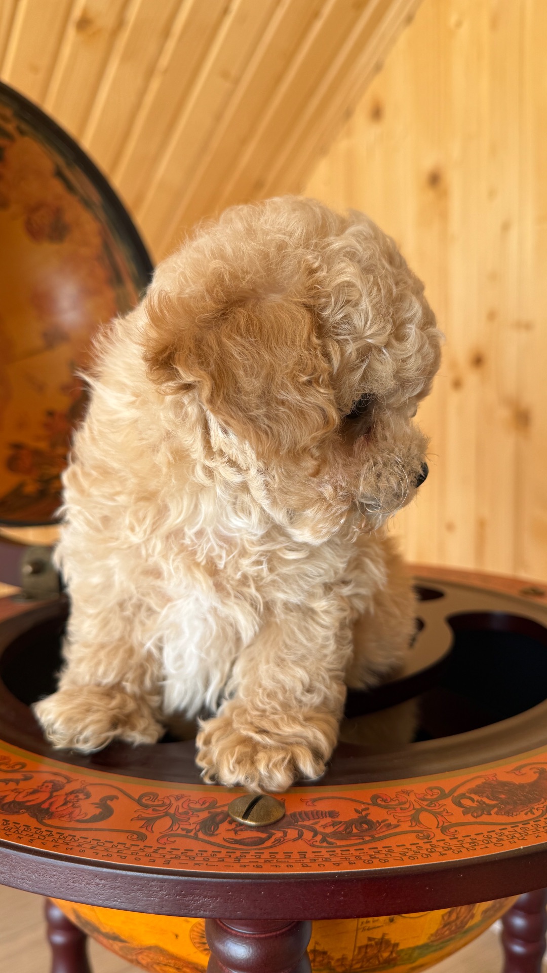 Немовірні хлопчики мальтіпу