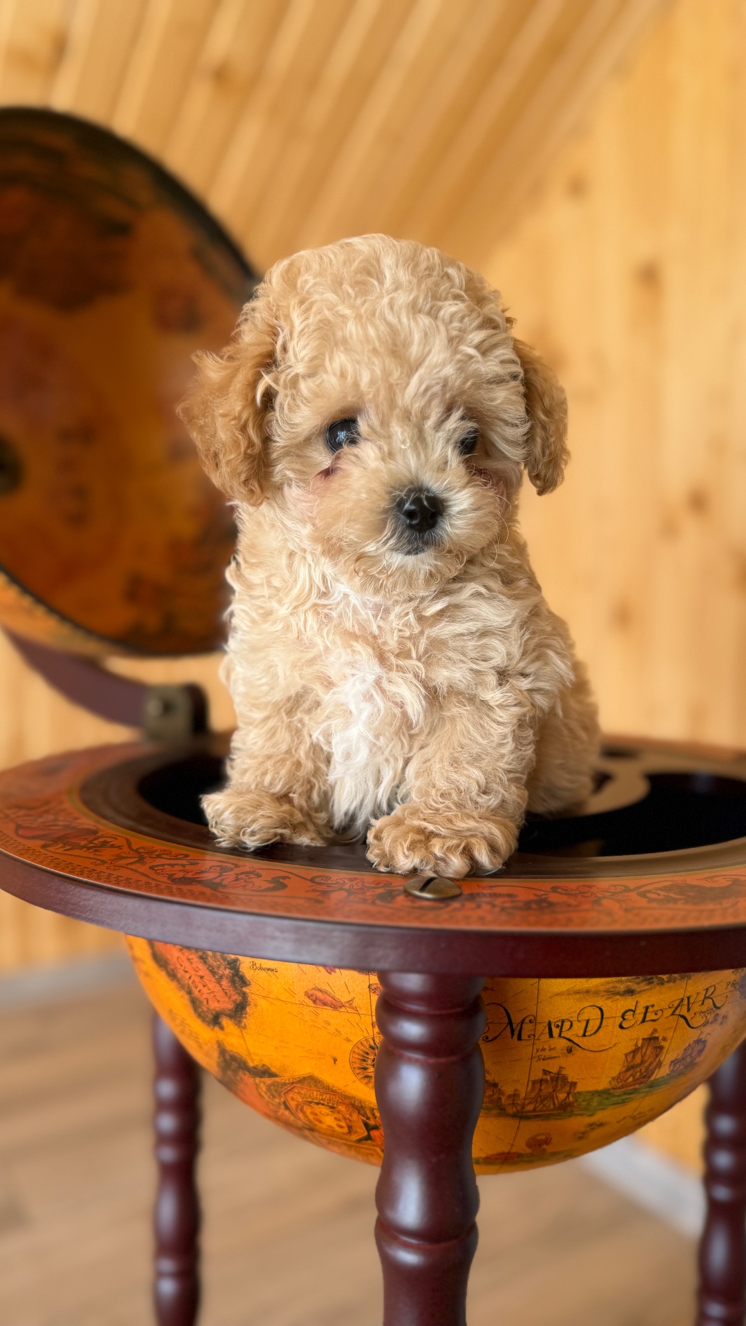 Немовірні хлопчики мальтіпу