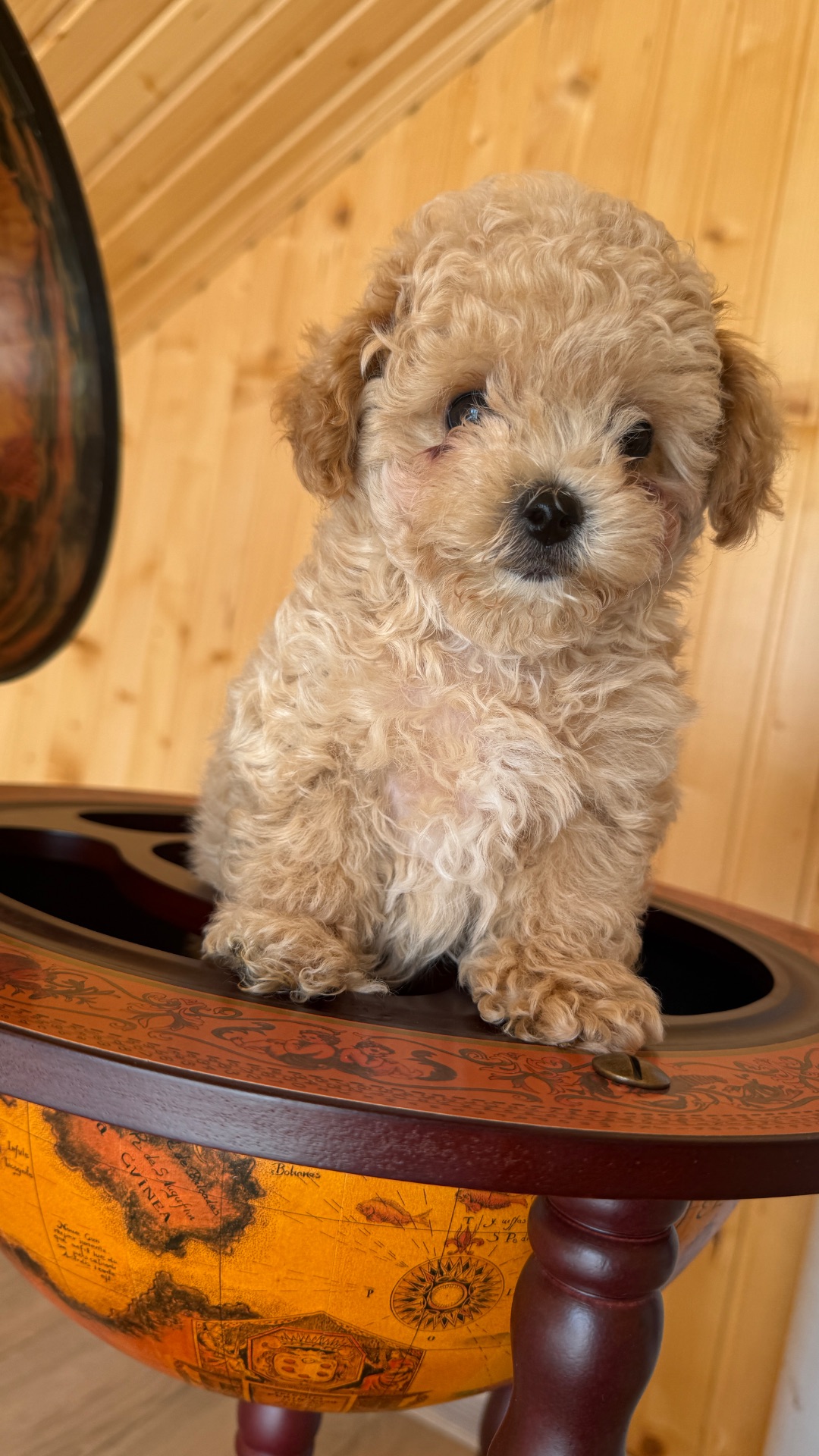 Немовірні хлопчики мальтіпу