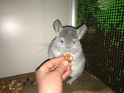 Дівчинка шиншила блакитний діамант можлива носійка ангори