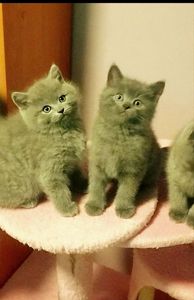 Шотландські плюшеві кошенятка